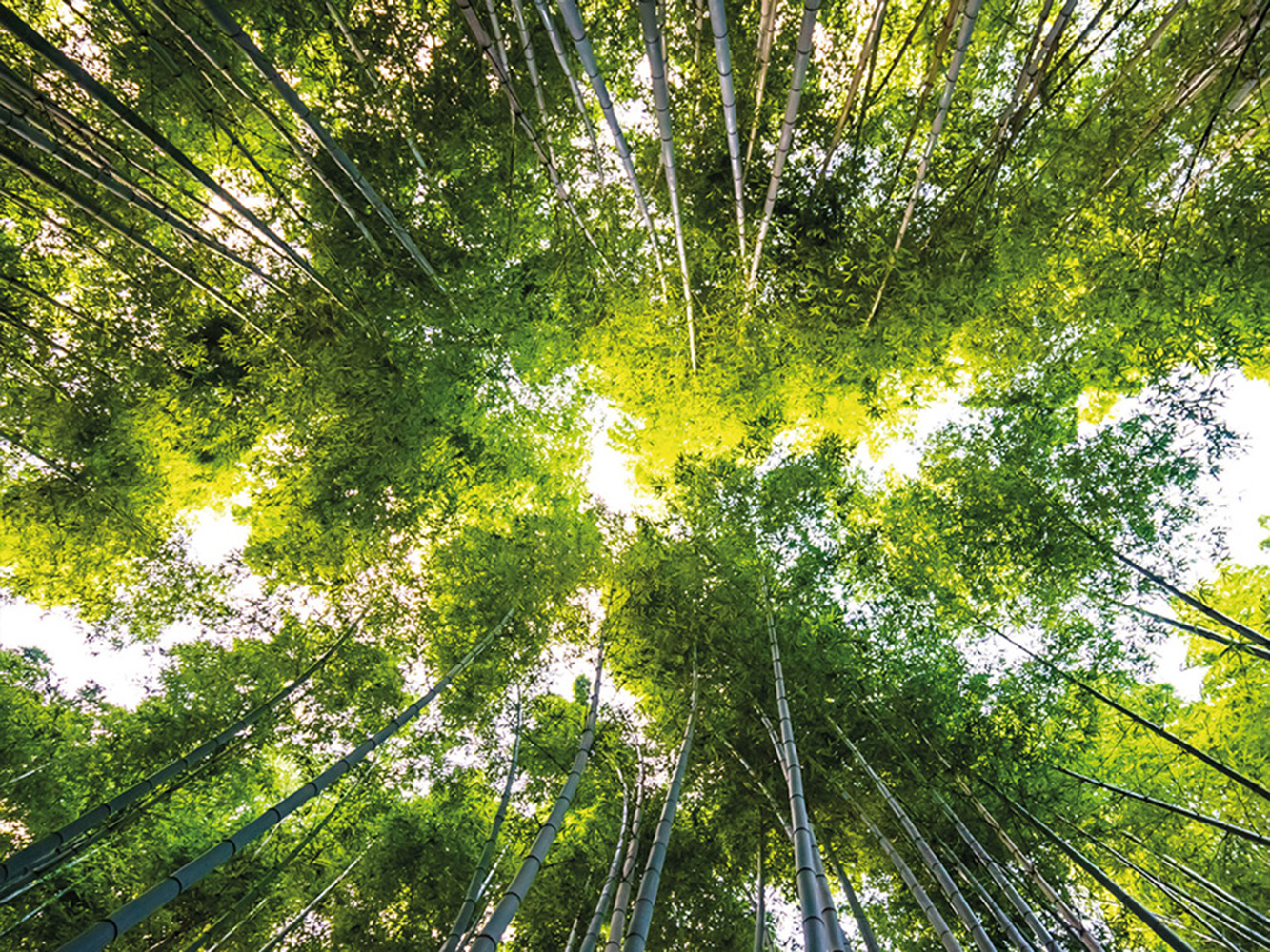 NovaFrame Sustainability (1) NovaFrame Sustainability (1)